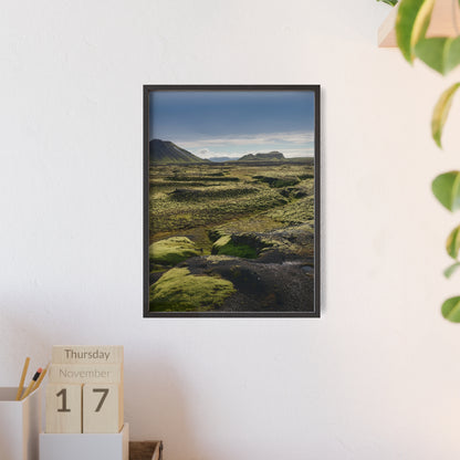 Islandia - mchy na polach lawy