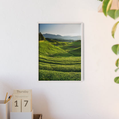 Plantacja Zielonej Herbaty Daehan Dawon - Boseong, Korea Południowa