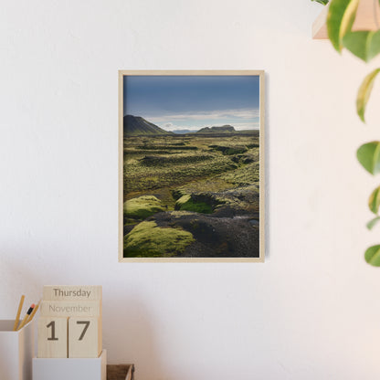 Islandia - mchy na polach lawy